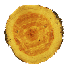CEDER HOUT