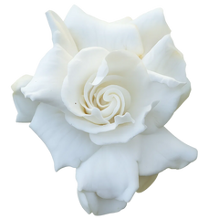 GARDENIA